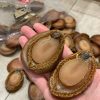 【加熱即食】即食10頭 溏心日本千葉網鮑(每隻計) #16000