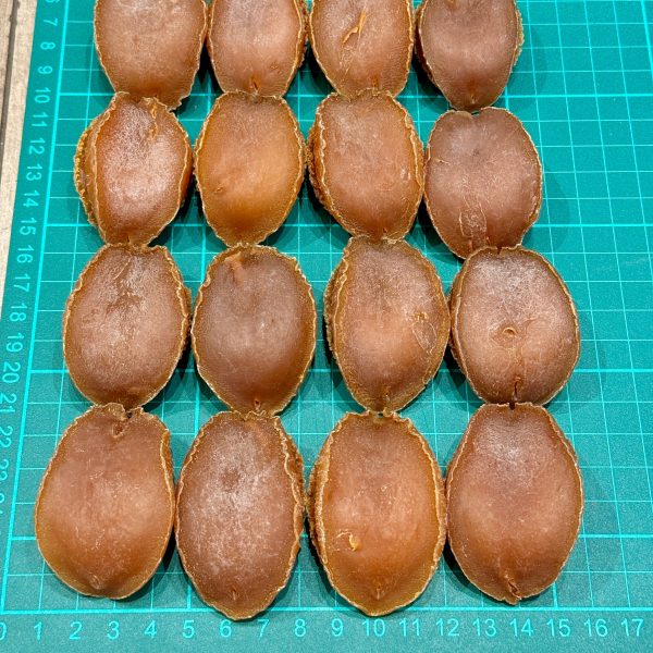 Abalone48.jpg 28頭特選日本吉品鮑 #10040