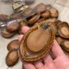 【加熱即食】即食10頭 溏心日本千葉網鮑(每隻計) #16000