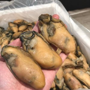 Oyster1.jpg 12-14隻超大金蠔王 (新貨) #44110