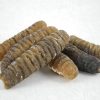 Sea_Cucumber_Aus.jpg 16-18支南澳塔斯曼利亞禿參 #23030