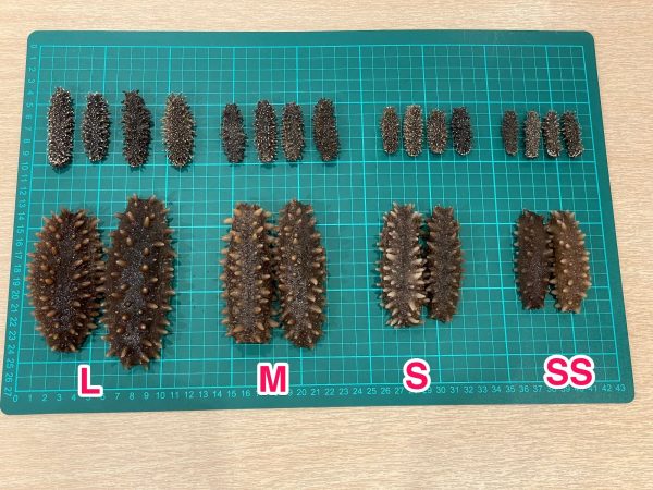 Sea_cucumbers001.jpg 【清水浸發】即用北海道遼參SS #26141