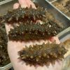 Sea_cucumbers006.jpg 【清水浸發】即用北海道遼參M #26121