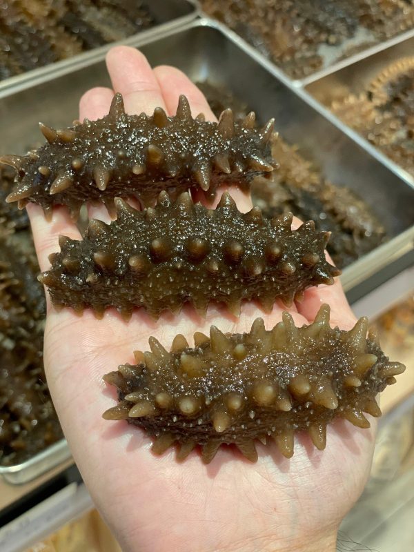 Sea_cucumbers006.jpg 【清水浸發】即用北海道遼參M #26121