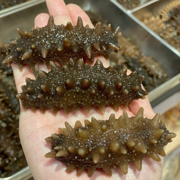 Sea_cucumbers52.jpg 【清水浸發】即用北海道遼參SS #26141